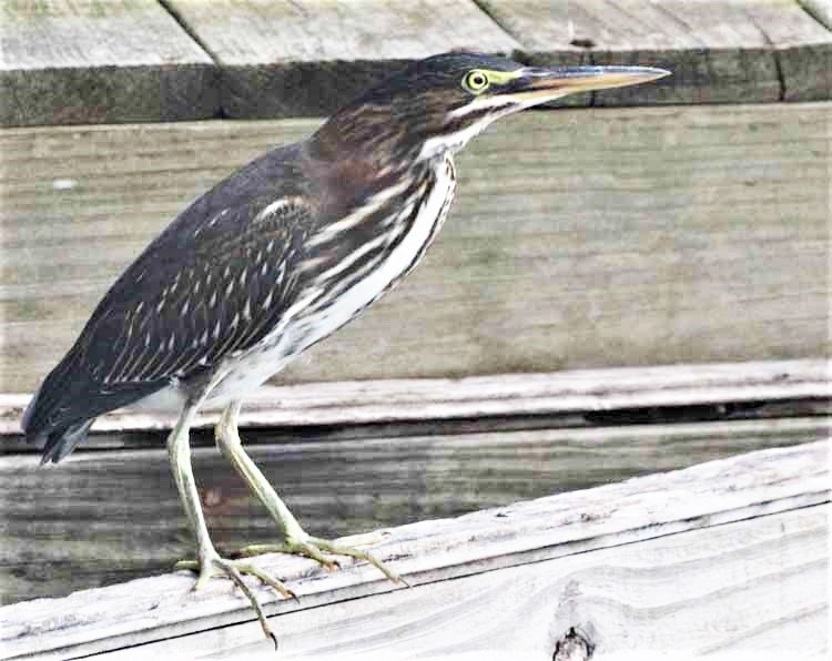 green heron